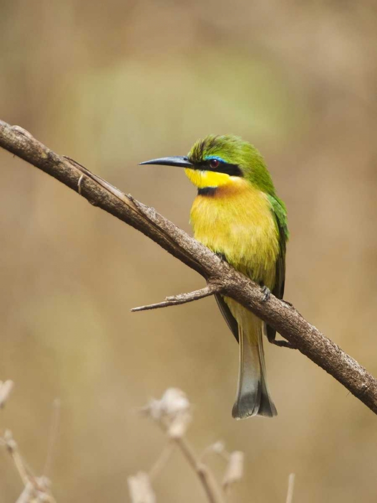 Tanzania, Lake Manyara NP Bee-eater on a branch
